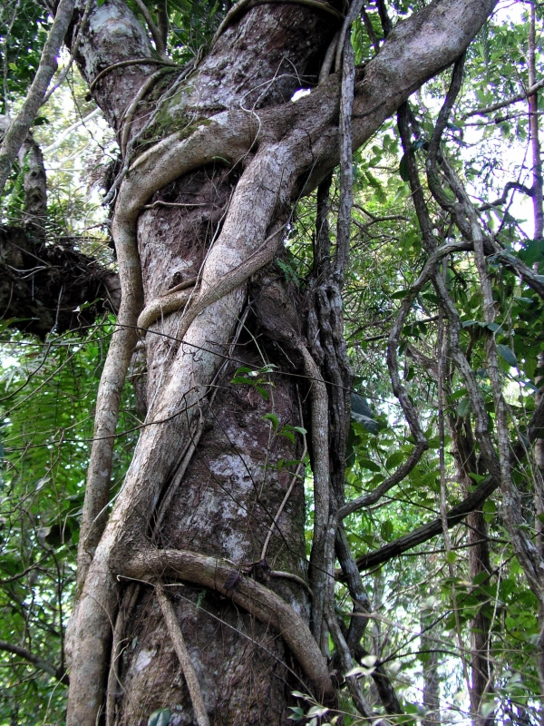 Creation of Jungle Life: Step 16
